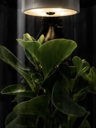 Live Peperomia leaves inside the PuriFolia cylinder